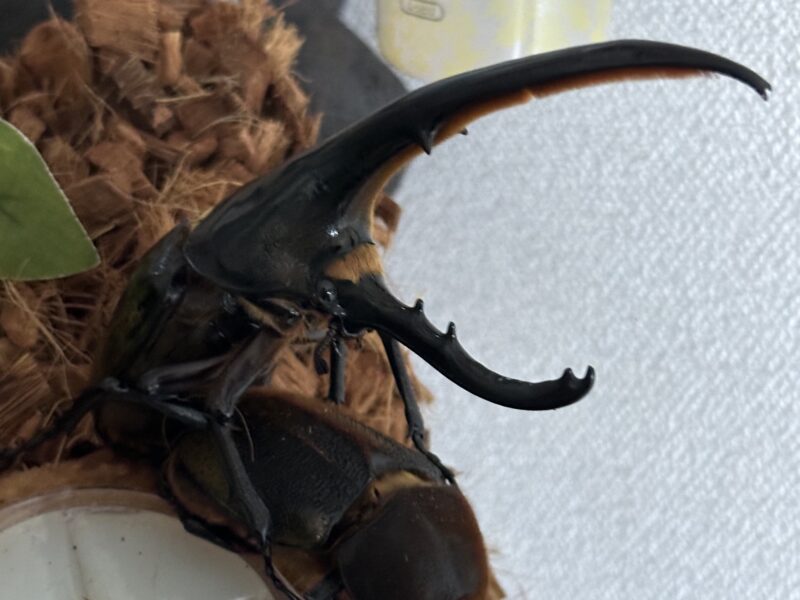 カブトムシ【早い者勝ち❗️】ヘラクレスオオカブト×3