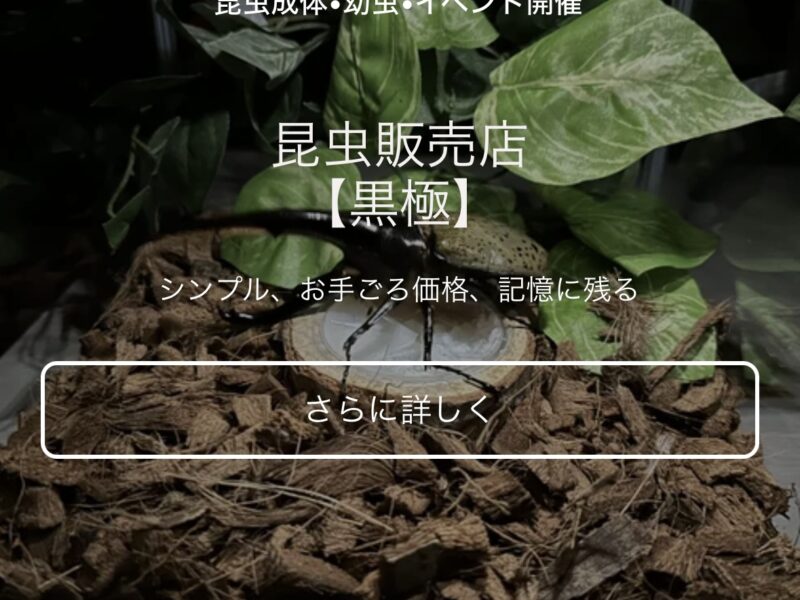 カブトムシ【早い者勝ち❗️】ヘラクレスオオカブト×3
