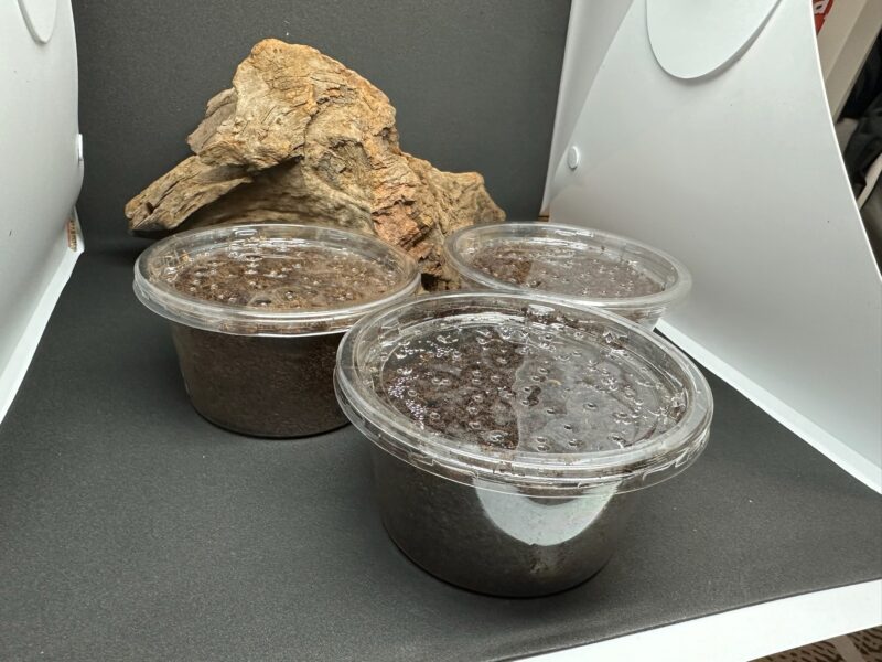 カブトムシ【早い者勝ち❗️】ヘラクレスオオカブト×3