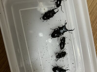 兵庫県産コクワガタ新成虫オス4メス2