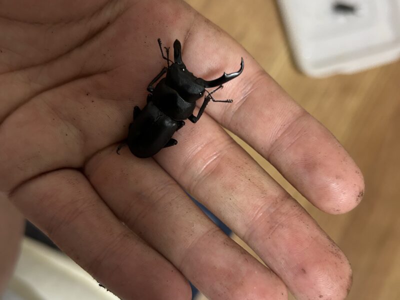 兵庫県産コクワガタ新成虫オス4メス2