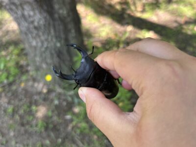 兵庫県産天然オオクワガタ70ミリ